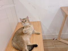 -李小姐の猫咖啡馆(五角场店)