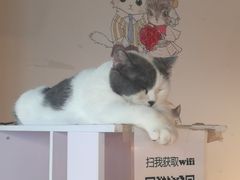 -Cappucimeow猫咪咖啡馆(韦伯时代店)