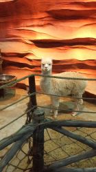 -酷嗒动物文化乐园(cutezoo西溪乐天城店)