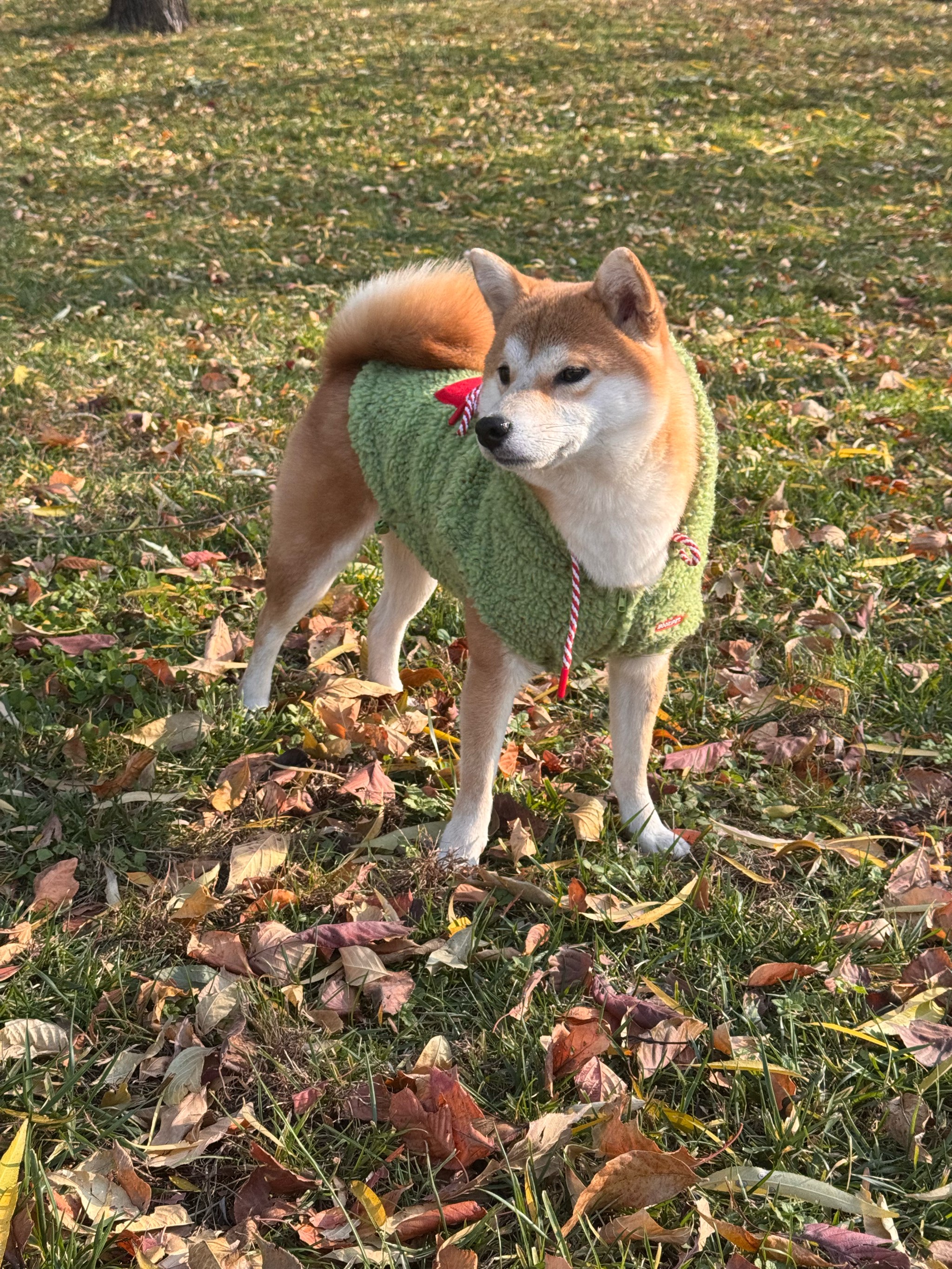 狗狗晒太阳啦☀️