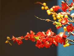 -花城苑广府菜(侨鑫店)