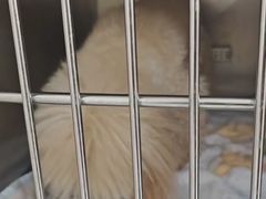 -瑞鹏宠物医院·骨科·猫科·内科(第一中心)