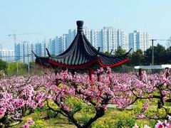 -南汇桃花村