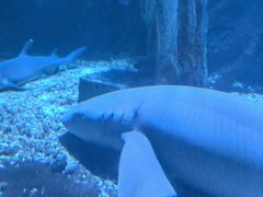 -太平洋海底世界