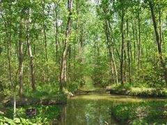 -合肥滨湖国家森林公园