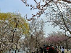 -桃花堤公园