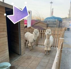 -萌宠亲子动物乐园(槐房万达店)