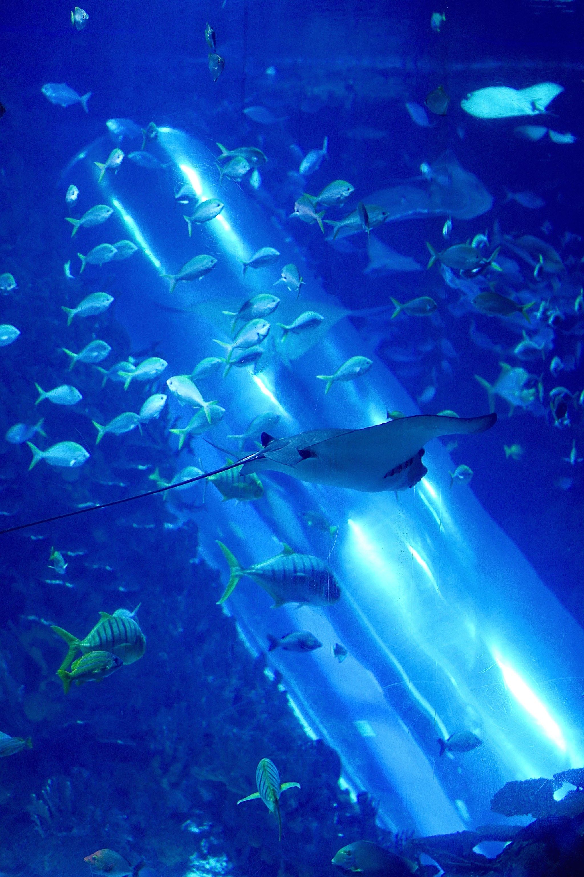 没想到在海洋馆看到了巨骨舌鱼!