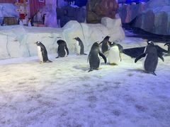 -芜湖新华联大白鲸海洋公园
