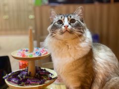 -白兔子密室(长寿路店)