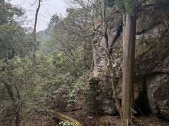 -天目山大树王景区