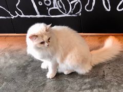 -瞄一喵猫咖(格力海岸店)