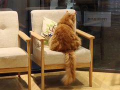 -藏猫猫咖啡主题馆(中央大道店)