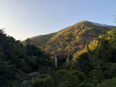 -西双版纳原始森林公园