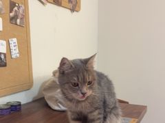 -楼上猫咖(罗湖店)