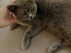 大堂-有猫主题·治愈系猫咖(曾厝垵店)