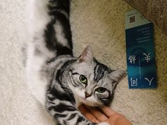 -猫大福·Fortune Cat猫舍(百子湾店)
