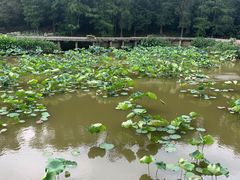 -深圳仙湖植物园