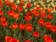 -洛阳郁金香牡丹园