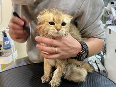 -momokira米努特·德文卷毛猫·棉花面纱犬