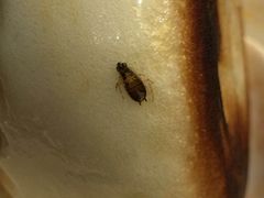 生煎包-老街渔味馆(芳华店)