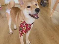 -柴犬小屋·柴餐厅·狗咖食堂(金鼎广场店)