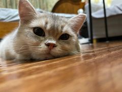 -猫大福·Fortune Cat猫舍(百子湾店)