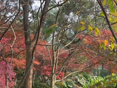 -南山植物园
