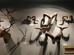 -青藏高原自然博物馆