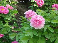 -莲花池公园