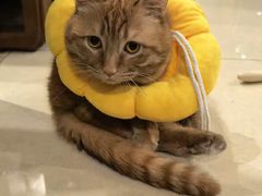 -天使宠物医院·犬猫分诊(彩虹店)