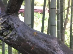 -宁波五龙潭景区