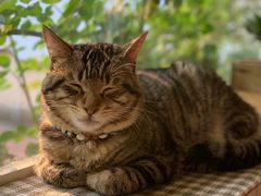 -海边的猫和咖啡馆