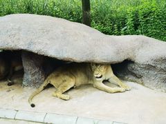 -北京野生动物园