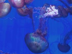 -上海海洋水族馆