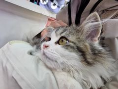 -小猫来了·猫舍(红山六九七九店)