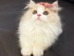 -lincat·猫舍(广州店)