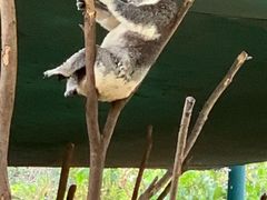 -可伦宾野生动物保护区