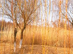 -太湖湖滨国家湿地公园-停车场