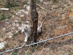 -石家庄市动物园