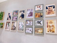 -藏猫猫咖啡主题馆(中央大道店)