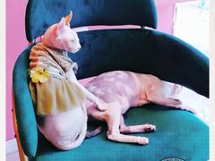 -藏猫猫咖啡主题馆(中央大道店)