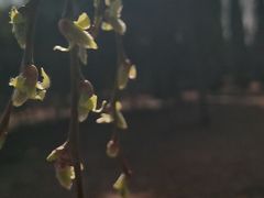 -兴隆文化园景区