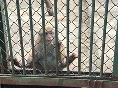 -合肥野生动物园