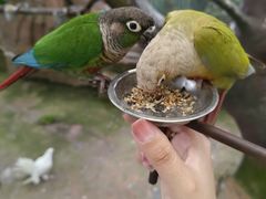 -西霞口神雕山野生动物世界