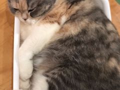 -藦茜花园宠物主题亲子互动体验馆(国顺东路店)