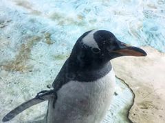 -珠海长隆海洋王国