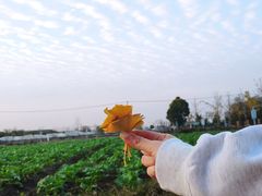 -菊园百果园