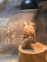 -Zoolung Zoolung动物主题公园(海信广场店)