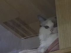 -贝利宠物医院·骨科·眼科·肿瘤转诊中心(南坪诊疗中心)